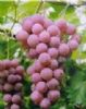 Grape Seed Extract